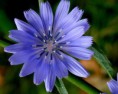 CHICORY